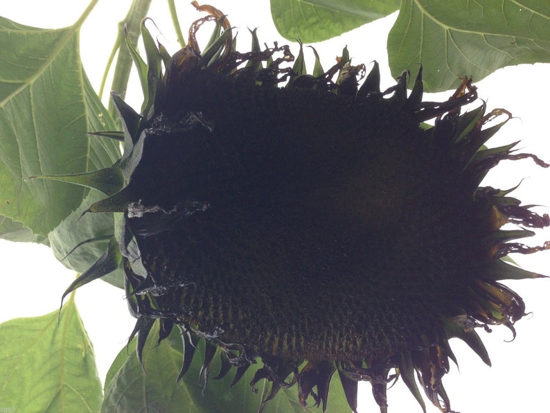 7 Giant Black Sunflower Seeds-1148A image 1