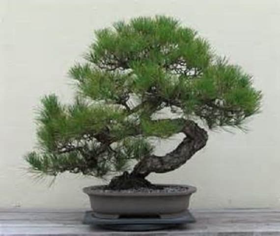 ぷに　(パイン) Pinus pumila 'Blue Dwarf' Dwarf Japanese Stone Pine - Kigi Nursery