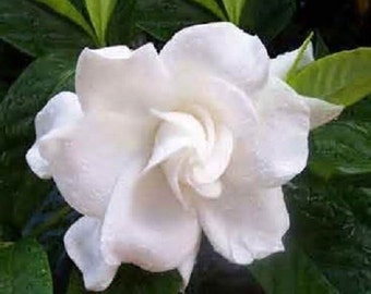 5 Jasmine Gardenia Seeds-1152