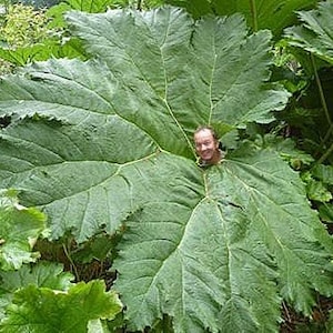 7 Gunnera Manicata plant Seeds-1042