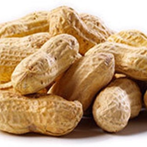 25 Jumbo Peanut nut Seeds-1115A