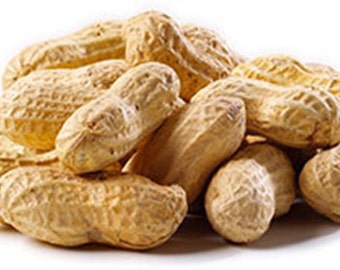 25 Jumbo Peanut nut Seeds-1115A