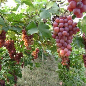 May include: A close-up of a grapevine laden with ripe red grapes. The grapes are hanging in clusters from the vine, which is covered in green leaves.