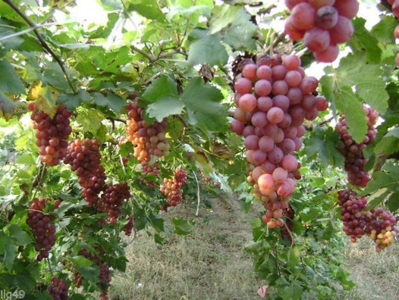 May include: A close-up of a grapevine laden with ripe red grapes. The grapes are hanging in clusters from the vine, which is covered in green leaves.