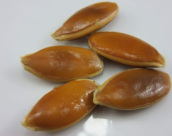 5 Giant Atlantic Dill Pumpkin seeds-1166