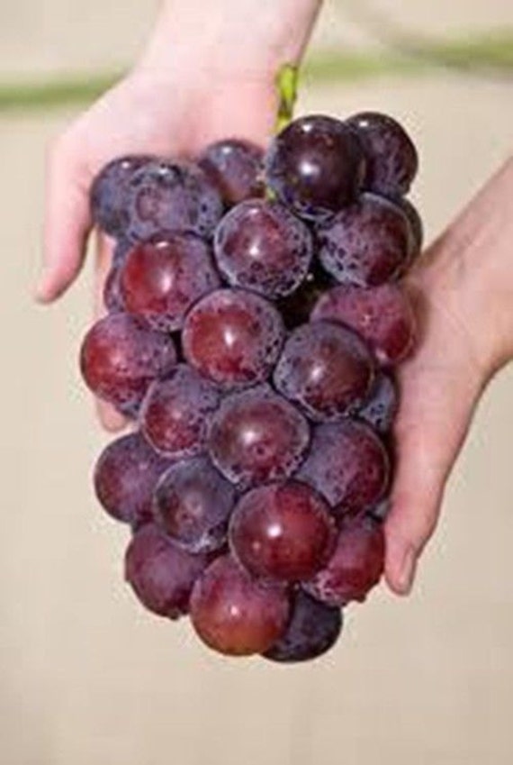 5 Giant Red Grape Seeds1003 Etsy