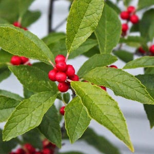 7 Winterberry Holly Bush Seeds-1187