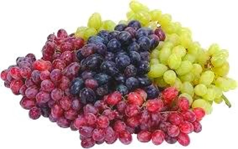 5 Red Concord Grape fruit Seeds-1294 image 3