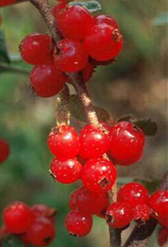 Buffalo Berry 25 Seeds Shepherdia canadensis