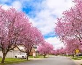 10 Pink Dogwood Tree Seeds-1193A