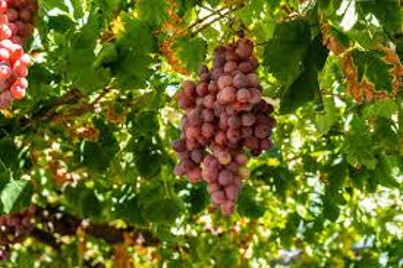 5 Red Concord Grape fruit Seeds-1294 image 4