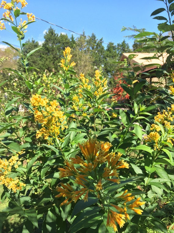 7 Night Blooming yellow jasmine Seeds-1343