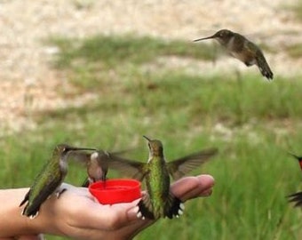 25 Hummingbird Vine Seeds-1089