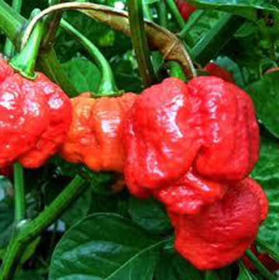 Scorpion Pepper Seeds 50 Seeds To Grow Scorpion Plants High Germination Rate Scorpion Pepper Seeds 50 Seeds To Grow Scorpion Plants High Germination Rate