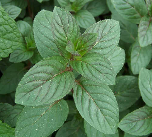 100 Peppermint herb Seeds-1093