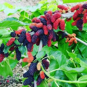 20 Black Mulberry Seeds-1369