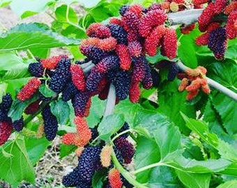 20 Black Mulberry Seeds-1369