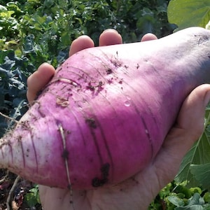 25 Giant Russian Radish Seeds-1250