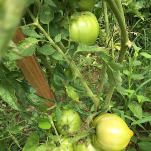 15 Giant Sprint Taymer Tomato Seeds--1379