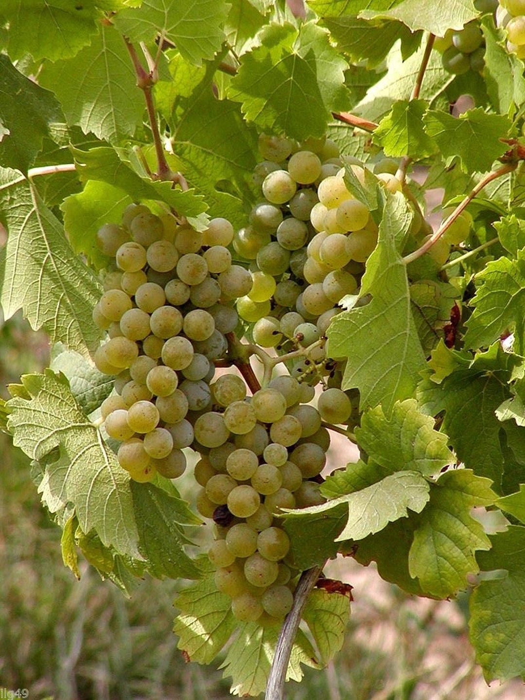 明泉幼稚園　Grape seed until 1 、2 Amazon.com : Wine Grape Vine Seeds for Planting - 100+ Seeds