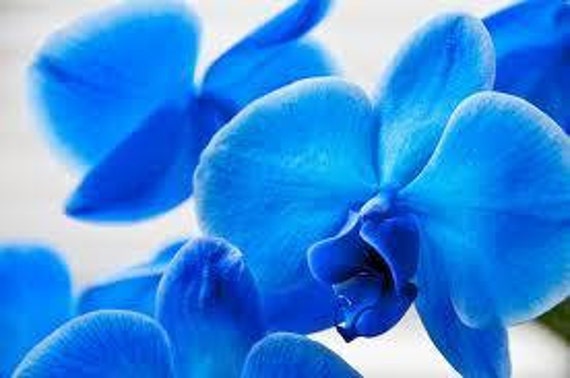 5 semillas de flores de orquídeas azules-1181A - Etsy España