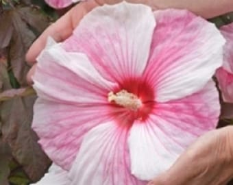 7 Disco Belle Hibiscus Seeds-1096