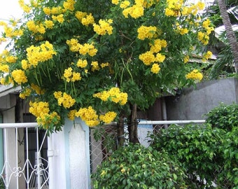 7 Yellow Trumpet Bush Seeds-1137B