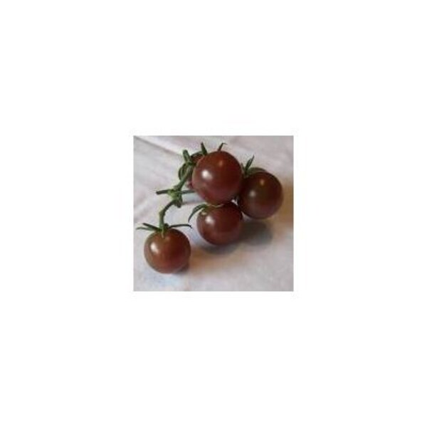 15 Blackest Cherry Tomato vegetable Seeds-1201