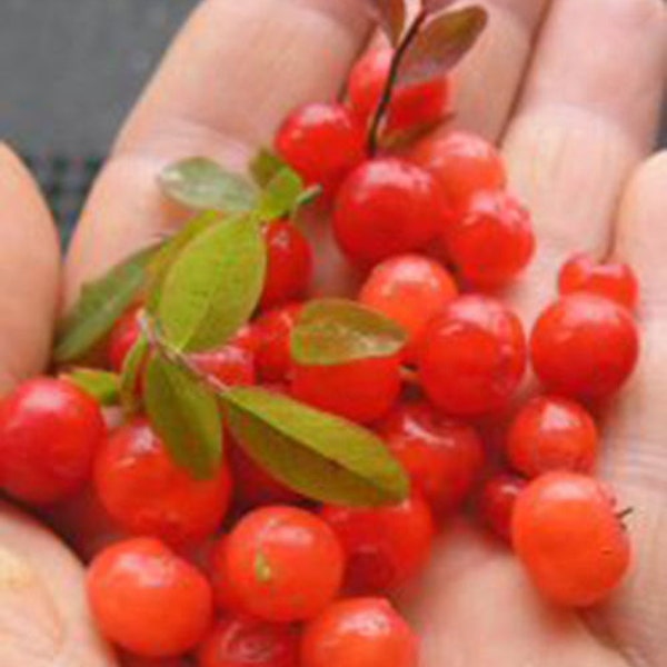 15 Red Huckleberry Seeds-1090A