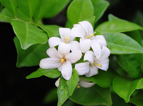 y.jasmine  s-l400.jpg