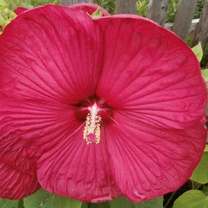 7 Maroon Hibiscus Flower Seeds-1286