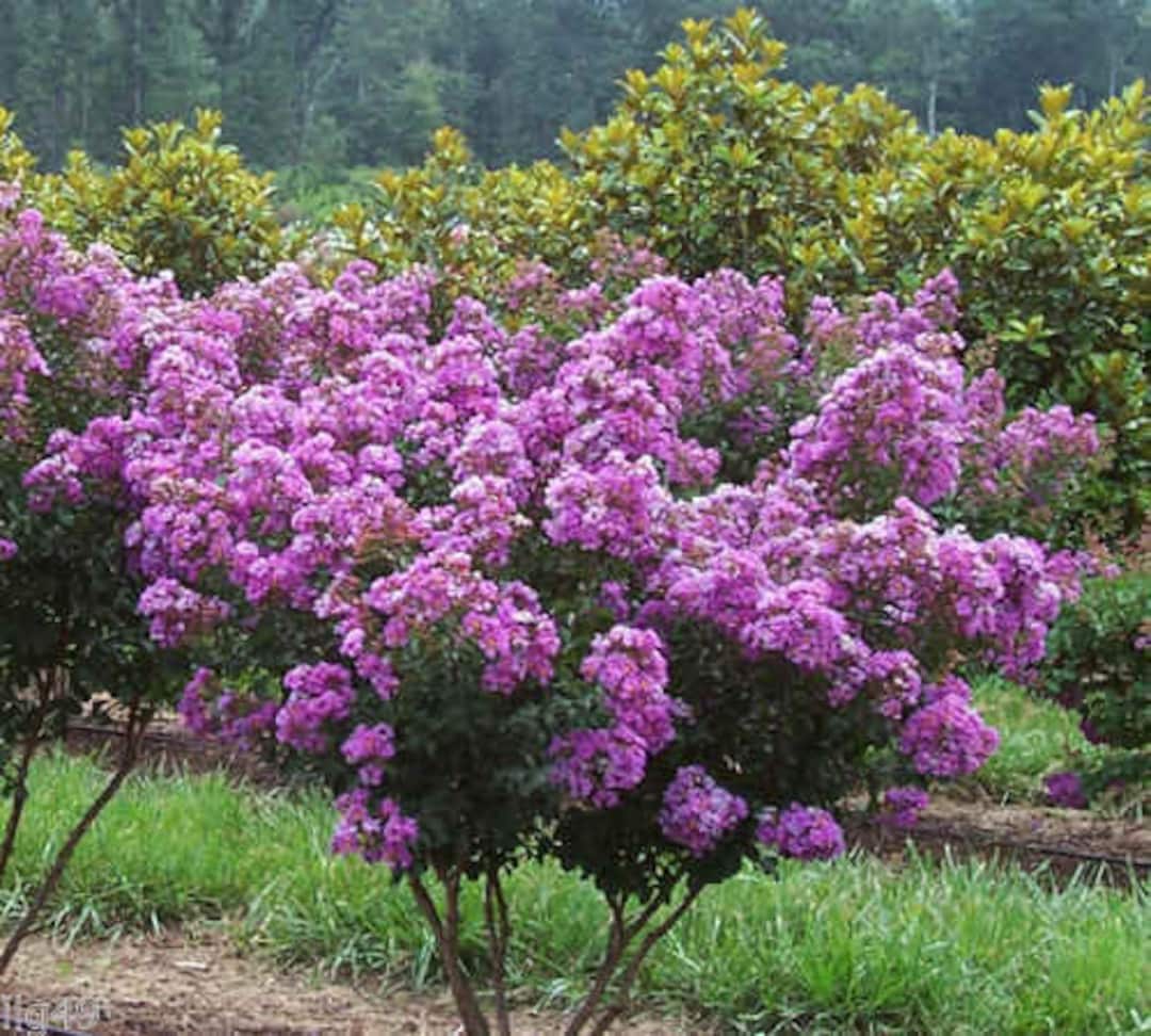 35 PURPLE CREPE MYRTLE Lagerstroemia Indica Flowering Shrub Bush Small – Seedville USA 35 PURPLE CREPE MYRTLE Lagerstroemia Indica Flowering Shrub Bush Small – Seedville USA
