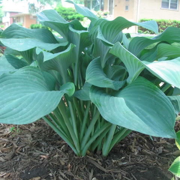 7 Giant Blue/Green Hostas Seeds-1075