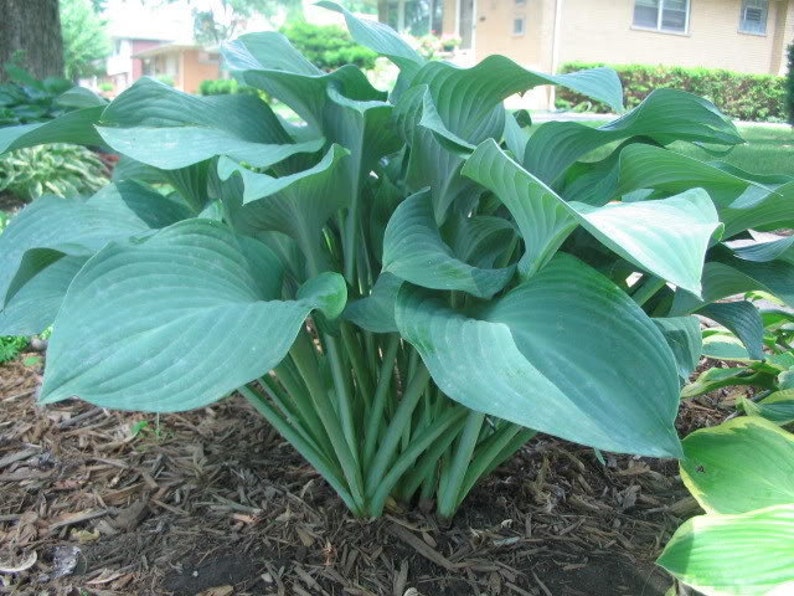 7 Giant Blue/Green Hostas Seeds-1075 image 1