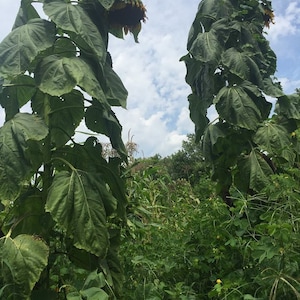 7 Royal Purple Giant Sunflower Seeds-1351