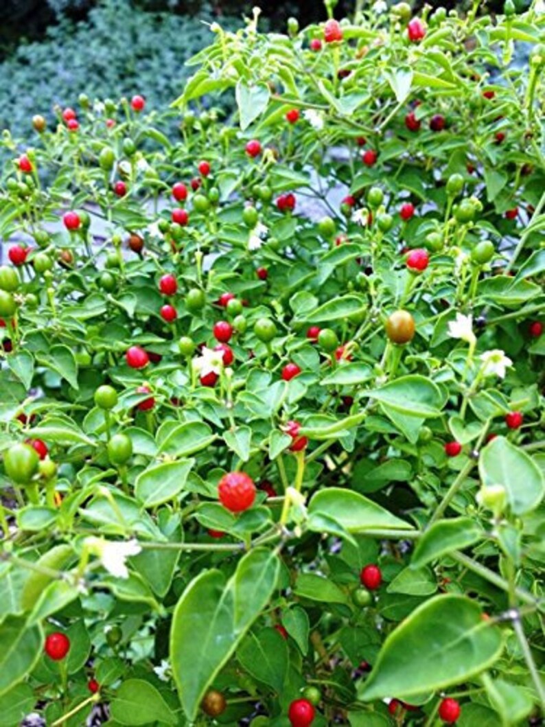 15 Wild Chili/Tepin Pepper Seeds1356 Etsy