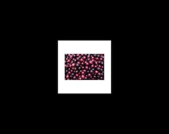 5 Red Scuppernong/Muscadine Grape fruit Seeds-1230