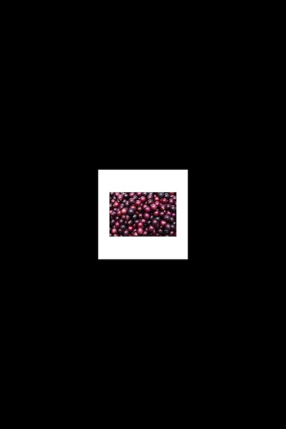 5 Red Scuppernong/Muscadine Grape fruit Seeds-1230
