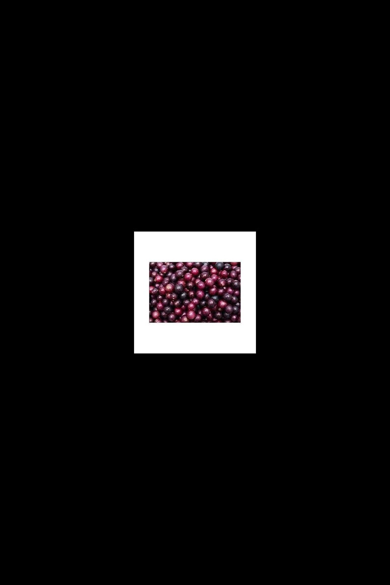 5 Red Scuppernong/Muscadine Grape fruit Seeds-1230 bild 1