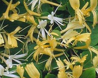 5 Japanese Honeysuckle bush Seeds-1184