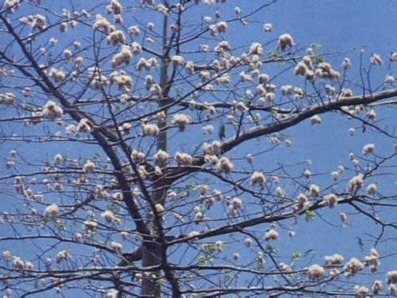 5 Silk Cotton Tree Seeds1062 Etsy