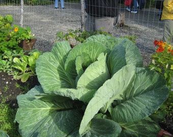 150 Giant Russian Cabbage seeds-1307