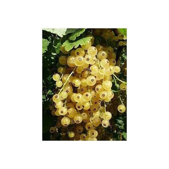 15 White Currant berry Seeds-1222