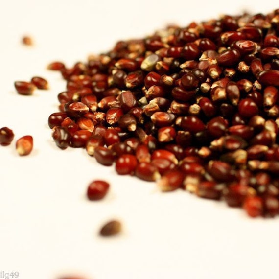 35 Giant Red Corn Seeds 1298 Etsy 35 Giant Red Corn Seeds 1298 Etsy