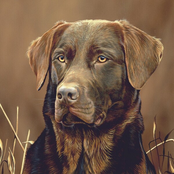 Chocolate Lab Quilt Fabric Etsy