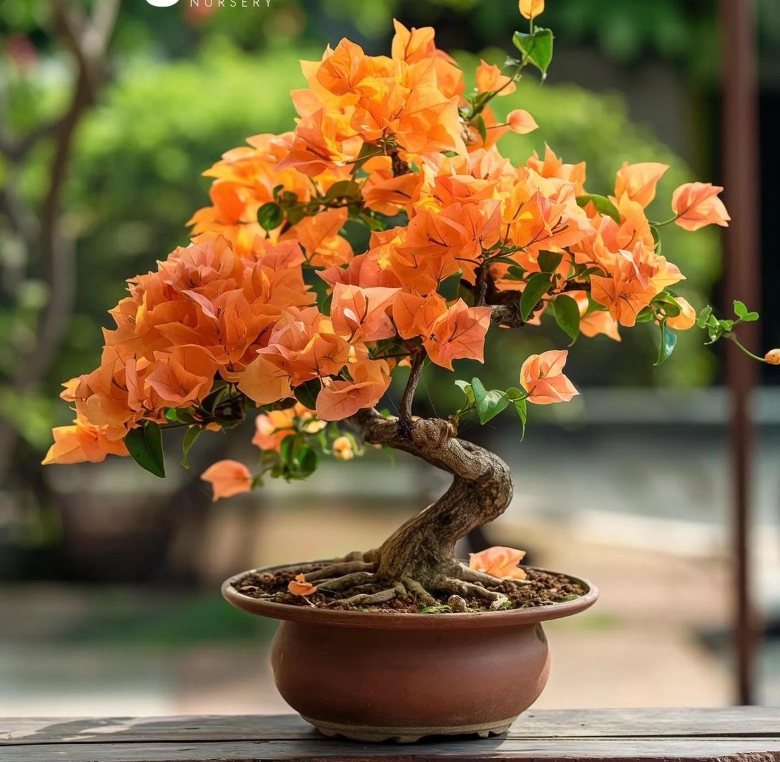 Bougainvillea bonsai - Etsy 日本