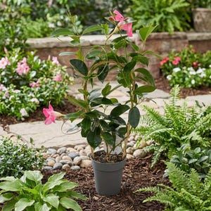 house plant soil Indoor Plant Soil Mix - 8 quarts