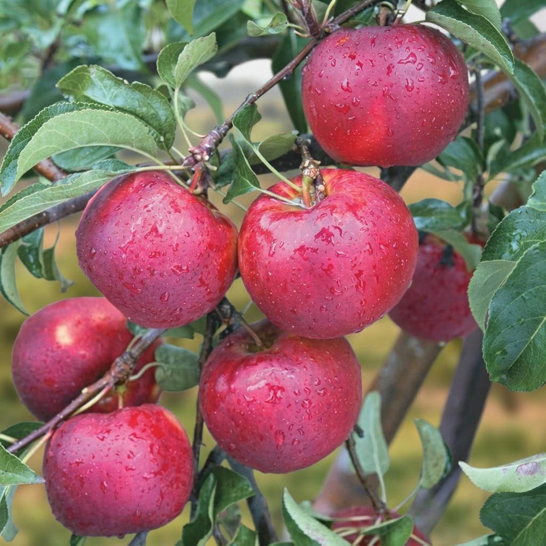 Pixie Crunch Apple Tree – Live Bare Root Starter – Sweet Crisp Snack ...
