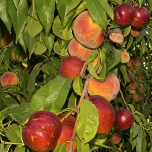 Fantasia Freestone Nectarine Tree – Live Bare Root Starter – Sweet Juicy Easy Pit Nectarines – Home Orchard Fruit Tree