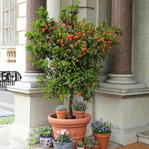 May include: A small orange tree laden with fruit in a large terracotta pot. The tree is surrounded by smaller potted plants, including succulents and flowering herbs. The scene is set outdoors, near a building with classical columns.